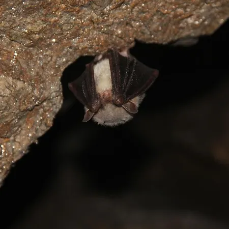 Дом отдыха Winny W Radochowie