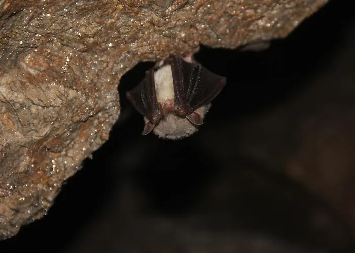 別荘 Winny W Radochowie